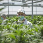 Canabidiol: uruguaia desembarca no Brasil para explorar uso medicinal