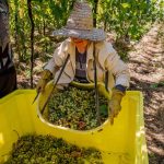 Cooperativa Vinícola Aurora conclui qualificação sobre leis trabalhistas para os 1,1 mil associados