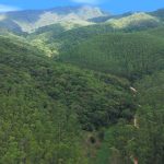 Sustentabilidade – Atlântica Cama e Banho refloresta quase 1 milhão de m² com 300 mil árvores