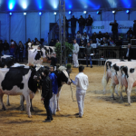 Agroleite 2026 amplia debate sobre eficiência e saúde animal